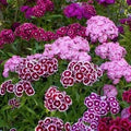 Dianthus Seeds (Free Pot Mixture 100 gm)